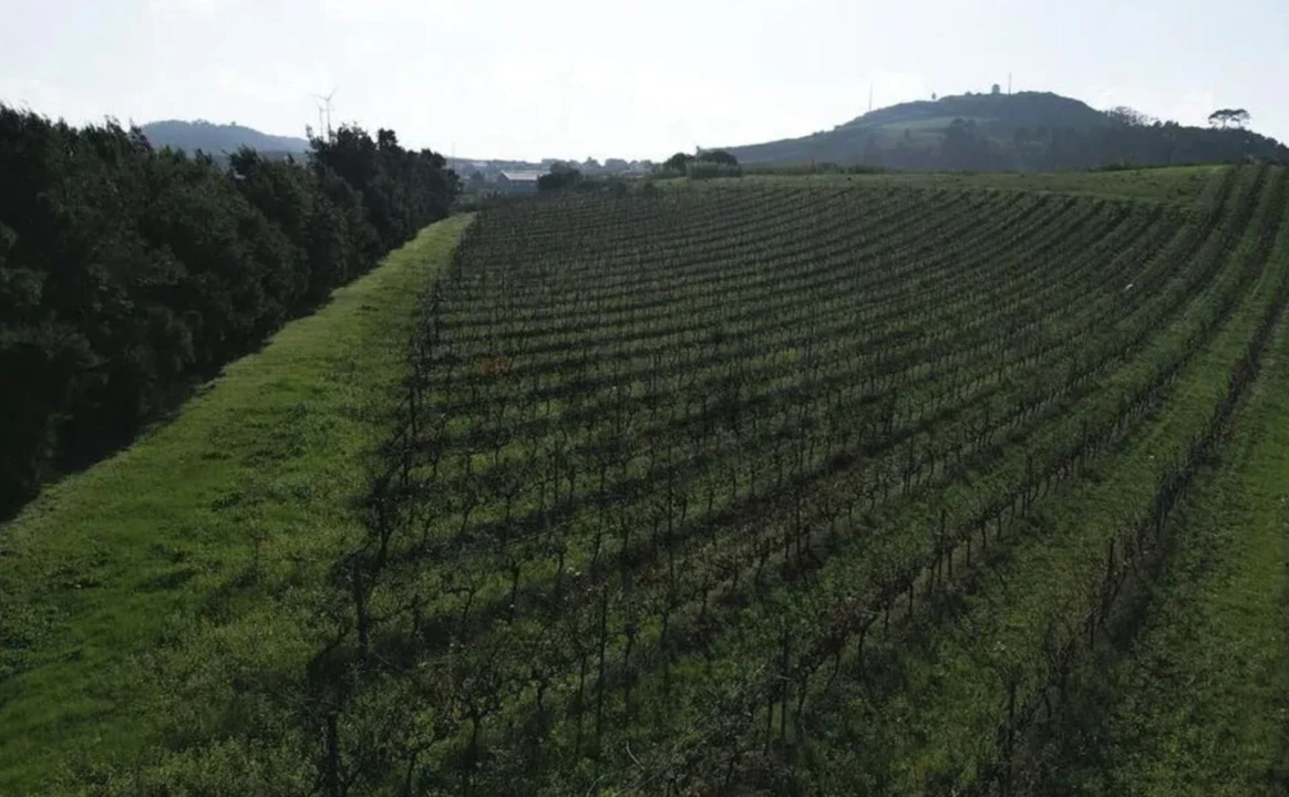 Terreno para Venda em Freiria Foto 10