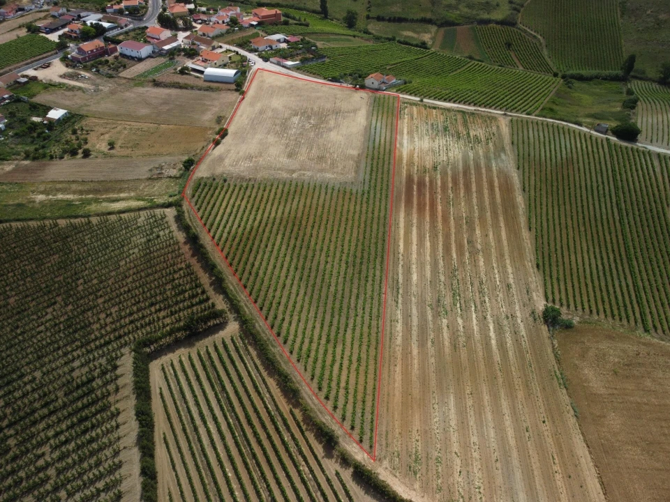 Terreno para Venda em Freiria Foto 6
