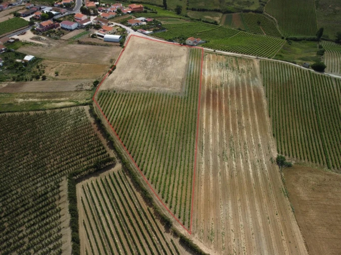 Terreno para Venda em Freiria Foto 6