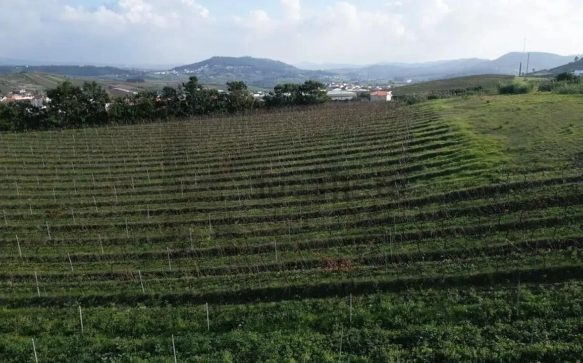 Terreno para Venda em Freiria Foto 9