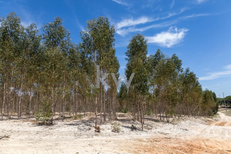 Quinta T11 para Venda em Cabrela Foto 48