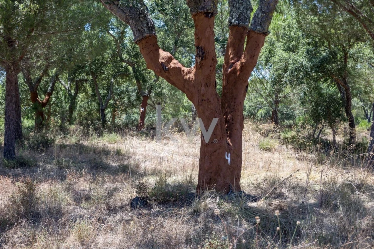 Quinta T11 para Venda em Cabrela Foto 35