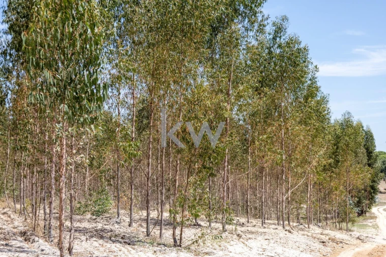 Quinta T11 para Venda em Cabrela Foto 31