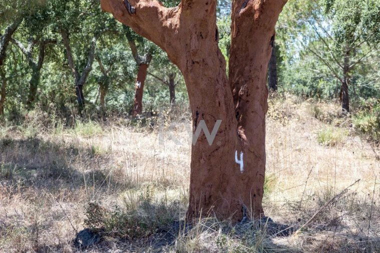 Quinta T11 para Venda em Cabrela Foto 42