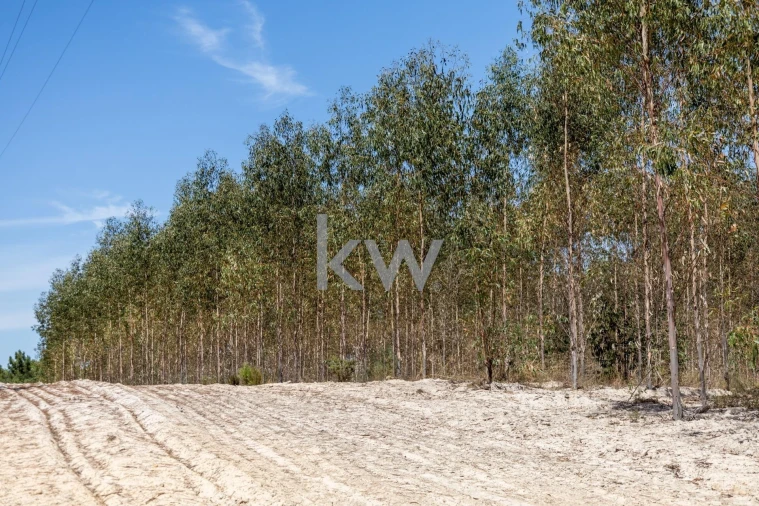 Quinta T11 para Venda em Cabrela Foto 49