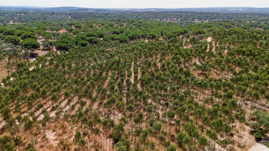 Quinta T11 para Venda em Cabrela Foto 28