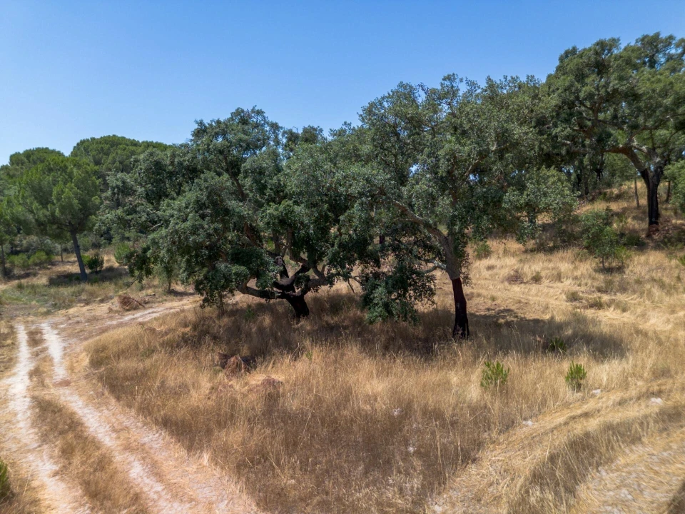 Quinta T11 para Venda em Cabrela Foto 13