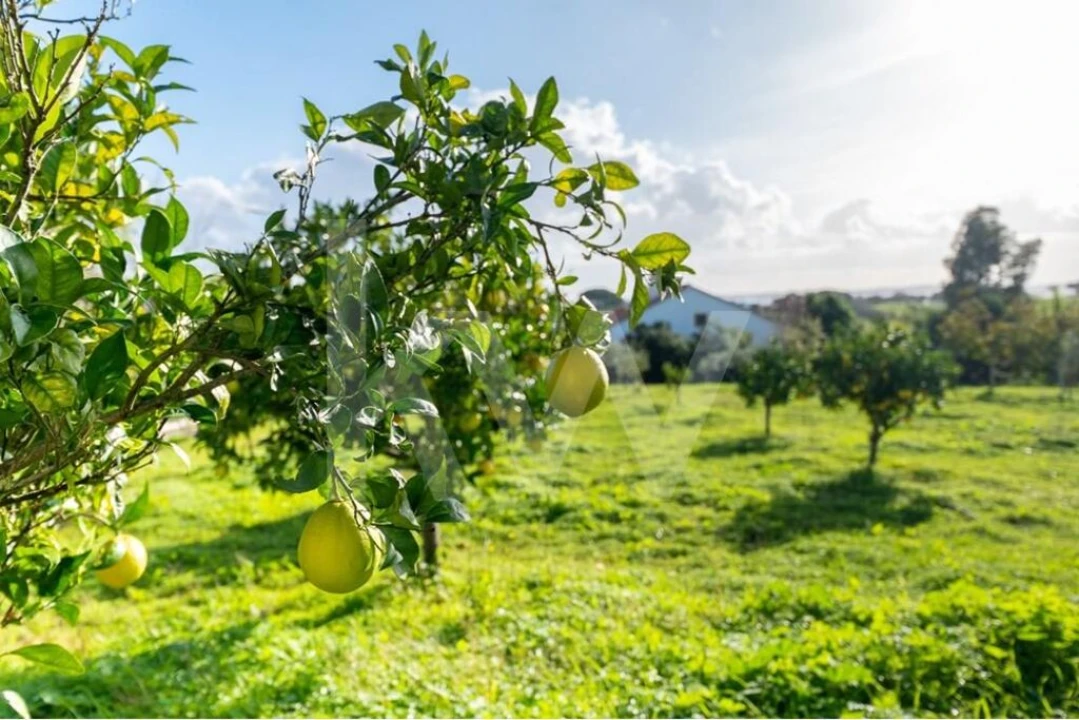 Quinta T6 para Venda em Nossa Senhora da Vila, Nossa Senhora do Bispo e Silveiras Foto 26