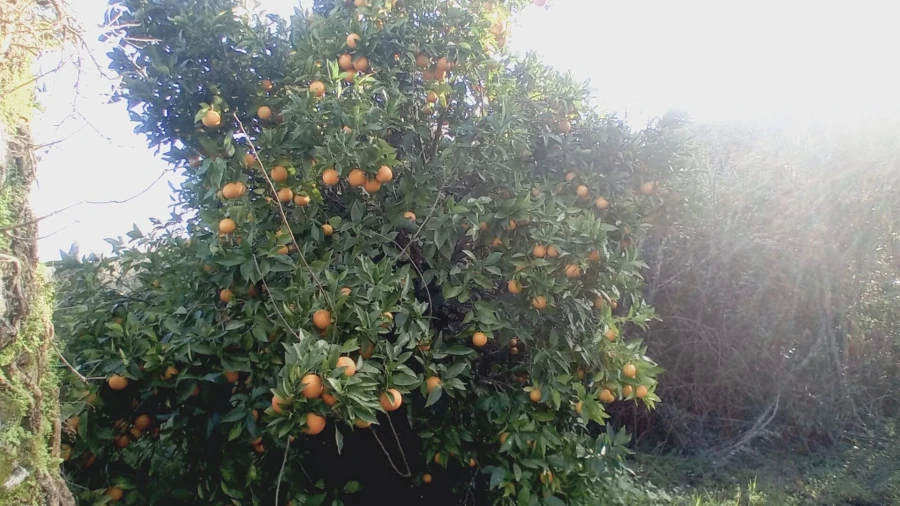 Moradia T2 para Venda em Maçãs de D. Maria Foto 5