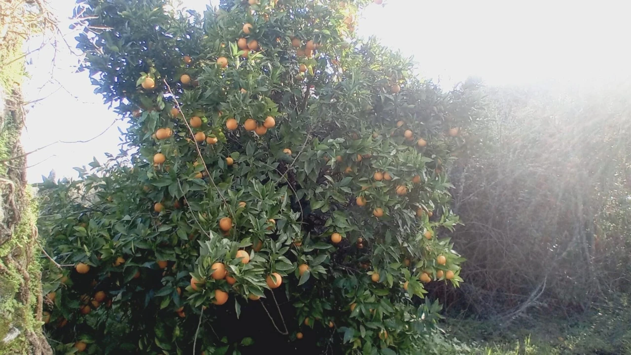 Moradia T2 para Venda em Maçãs de D. Maria Foto 5