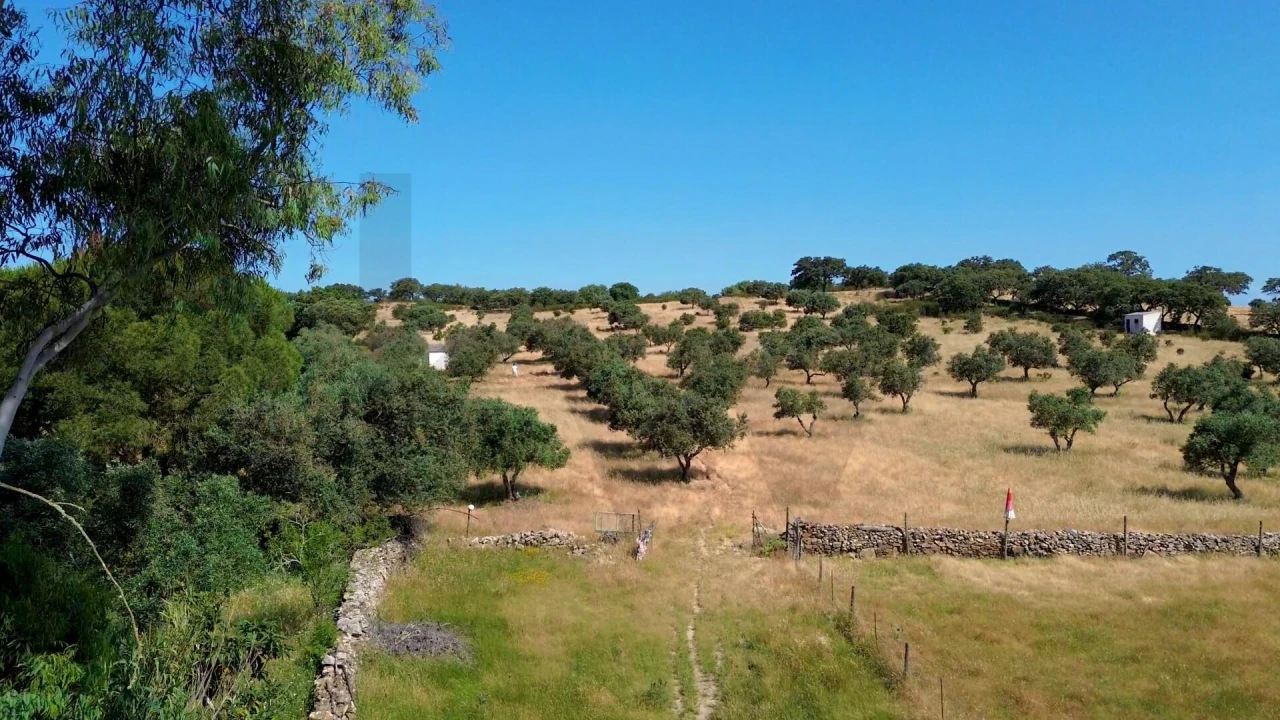 Terreno para Venda em Almodôvar e Graça dos Padrões Foto 8