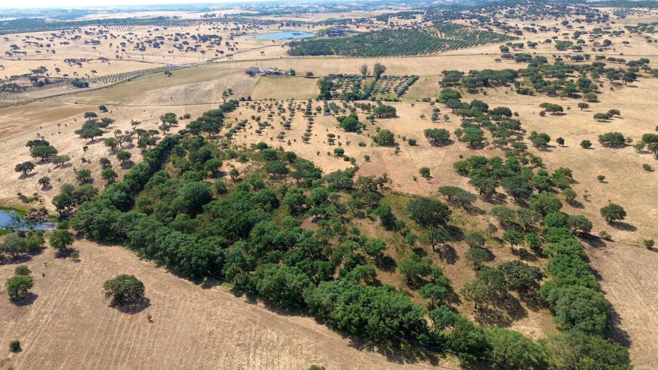 Terreno para Venda em Almodôvar e Graça dos Padrões Foto 18