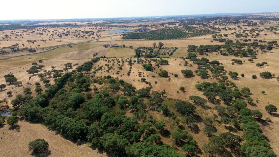 Terreno para Venda em Almodôvar e Graça dos Padrões Foto 12
