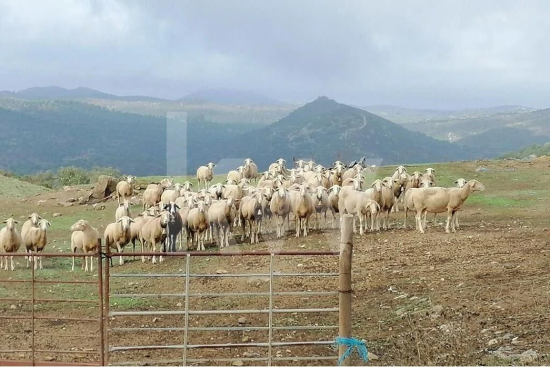 Moradia T3 para Venda em Mertola Foto 23