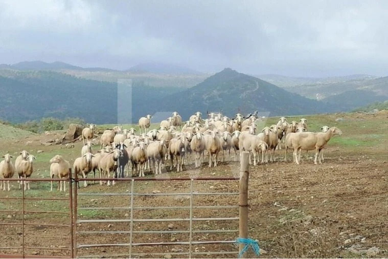 Moradia T3 para Venda em Mertola Foto 23