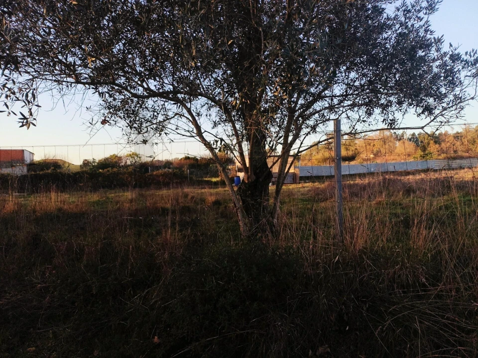 Terreno para Venda em Travassô e Óis da Ribeira Foto 8