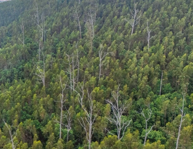 Terreno para Venda em Monte Foto 2