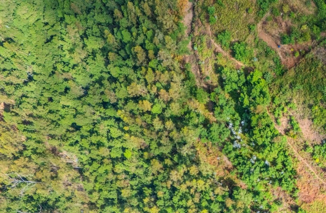 Terreno para Venda em Monte Foto 1