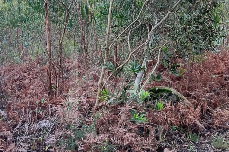 Terreno para Venda em Malveira e São Miguel de Alcainça Foto 10