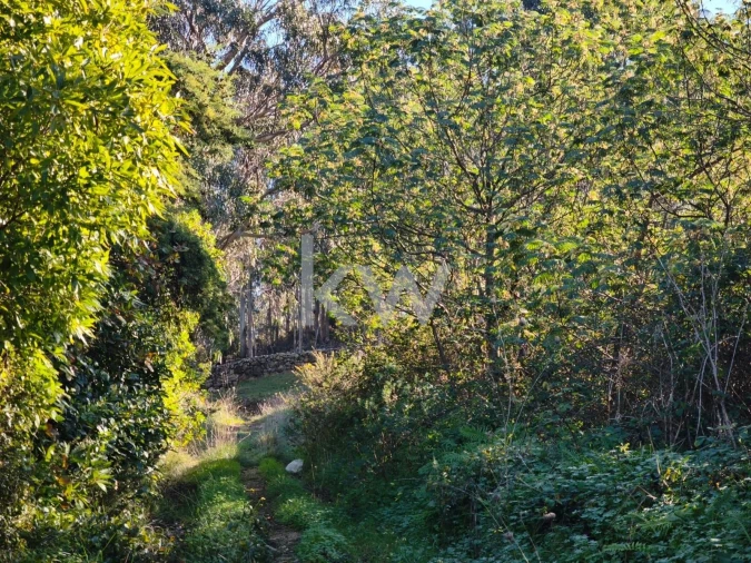 Terreno para Venda em Carvoeira Foto 22