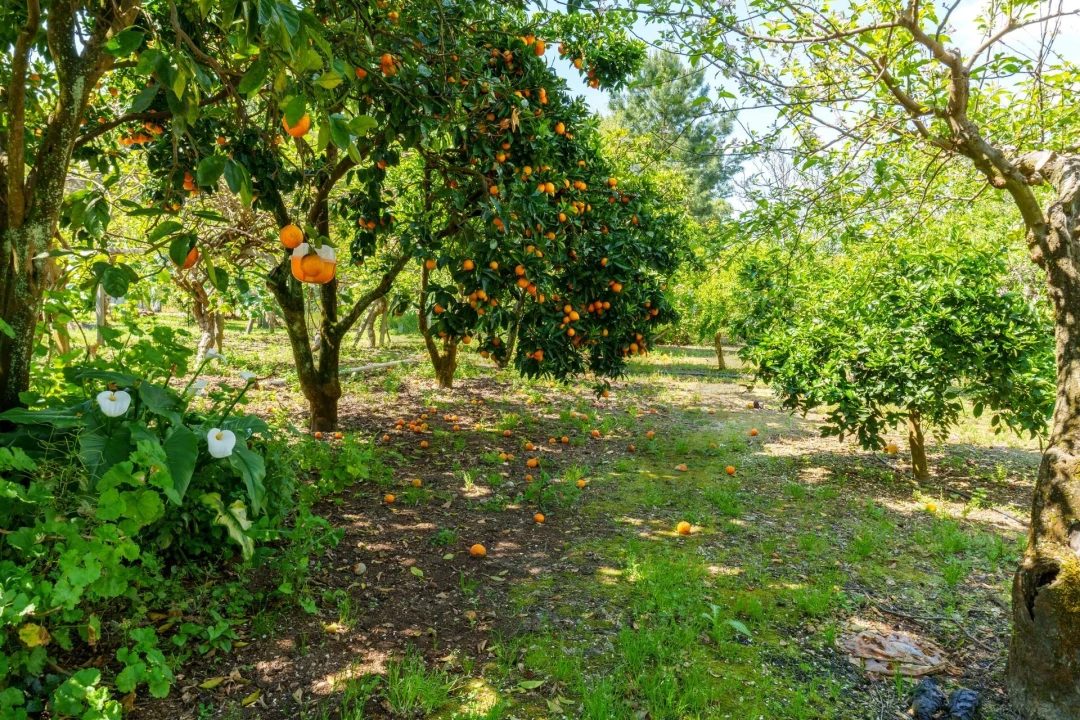 Quinta T5 para Venda em Oliveira do Bairro Foto 36