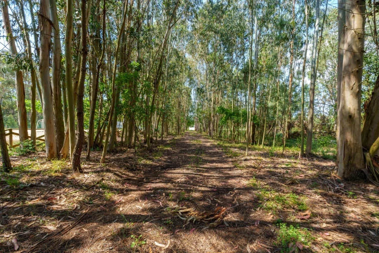Quinta T5 para Venda em Oliveira do Bairro Foto 39