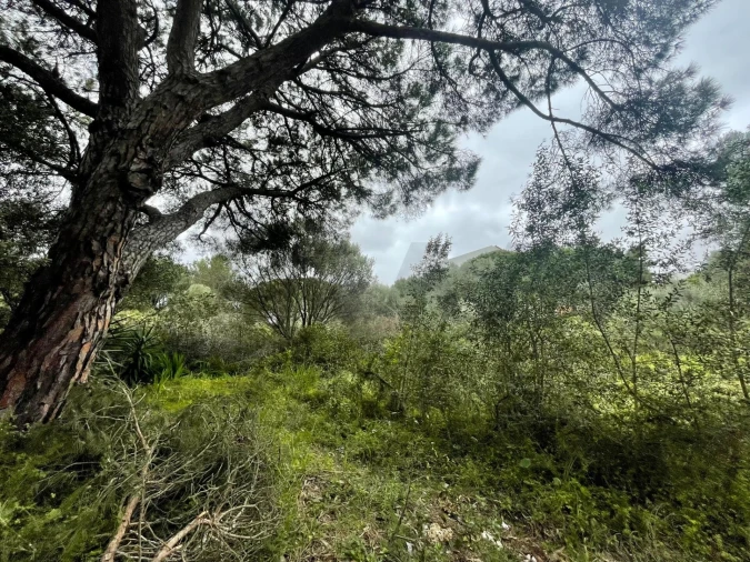 Terreno para Venda em Cascais e Estoril Foto 2