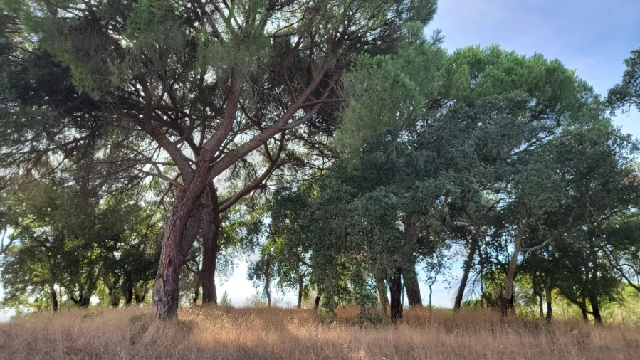Quinta T5 para Venda em Cortiçadas de Lavre e Lavre Foto 25