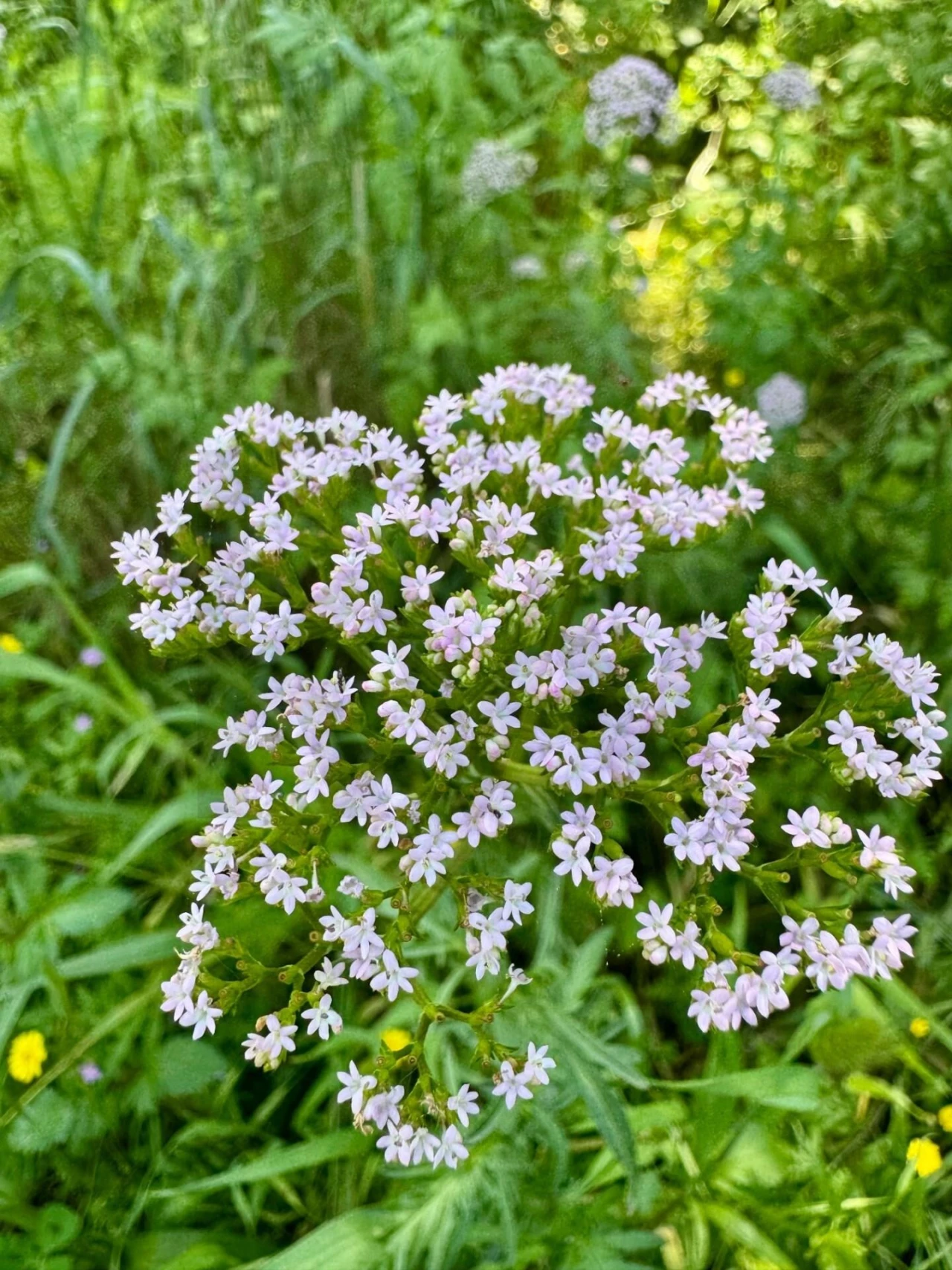 Terreno para Venda em Figueira dos Cavaleiros Foto 29