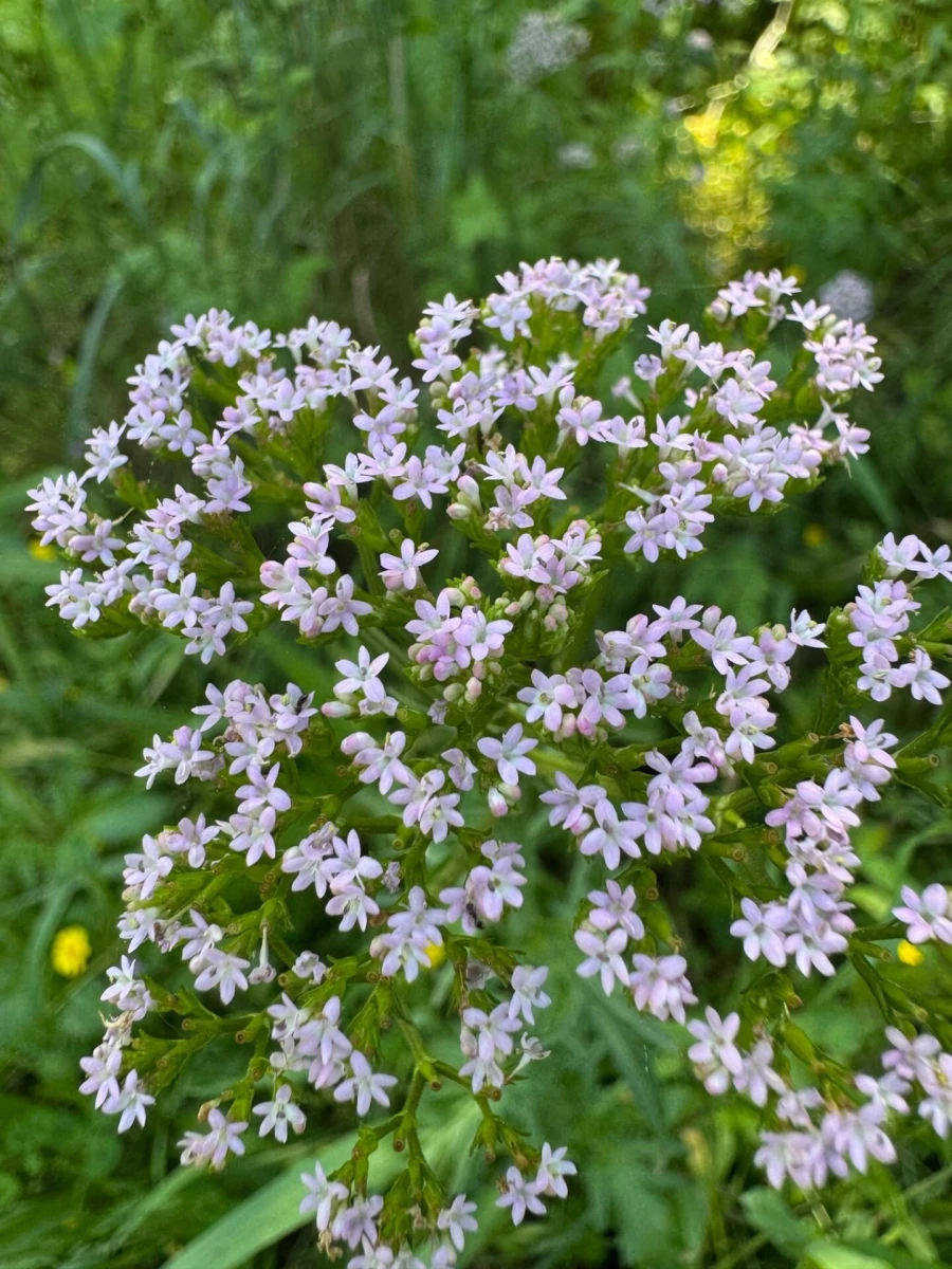 Terreno para Venda em Figueira dos Cavaleiros Foto 28