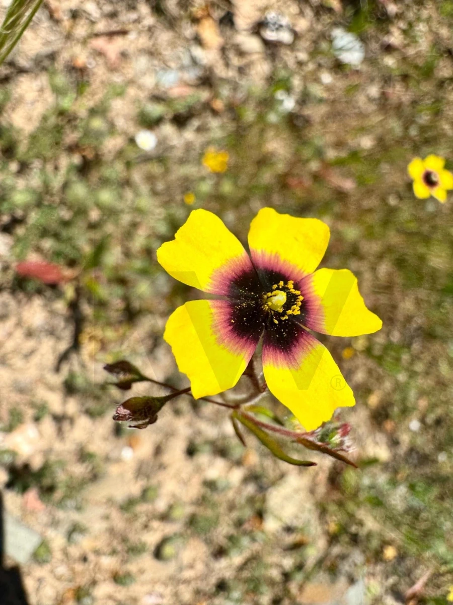 Terreno para Venda em Figueira dos Cavaleiros Foto 32