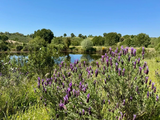 Terreno para Venda em Figueira dos Cavaleiros Foto 22