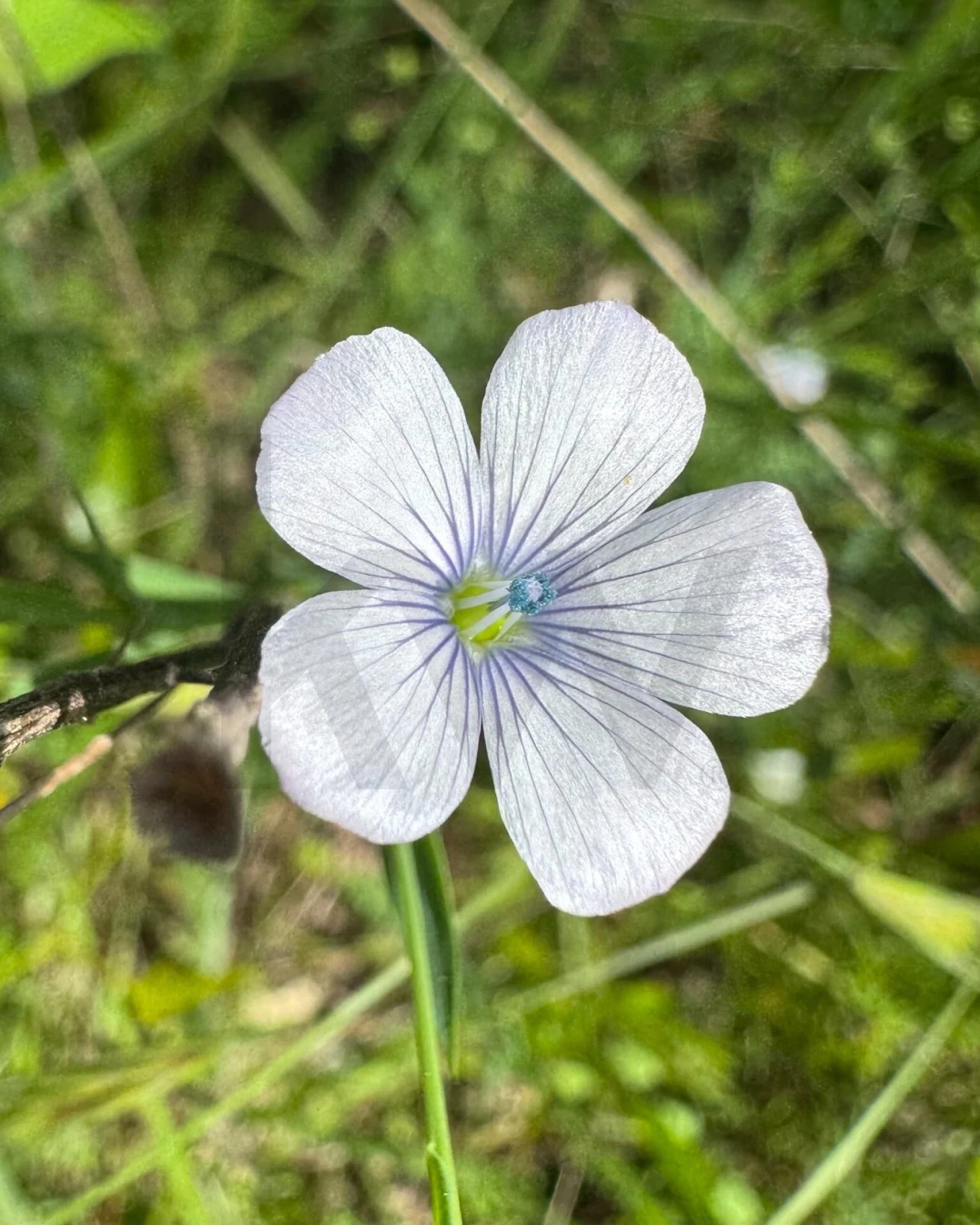 Terreno para Venda em Figueira dos Cavaleiros Foto 34