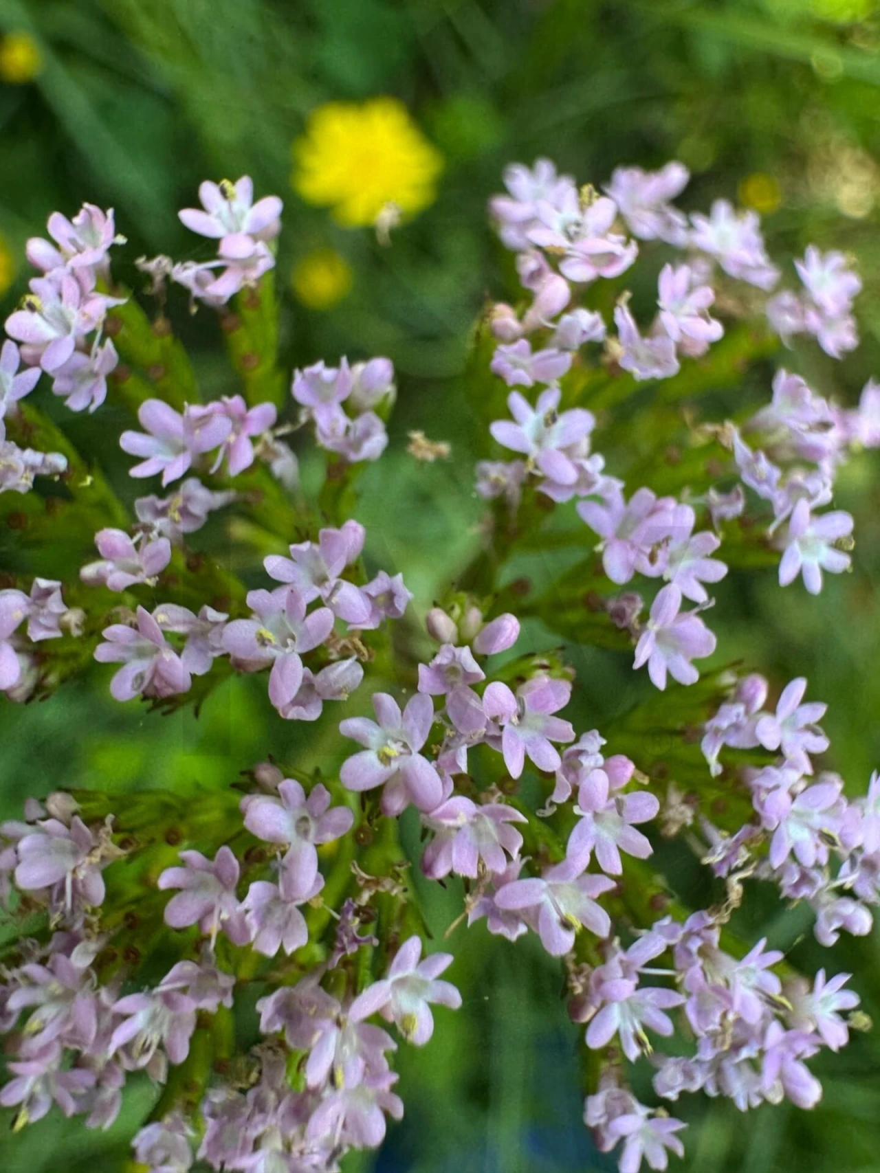 Terreno para Venda em Figueira dos Cavaleiros Foto 38