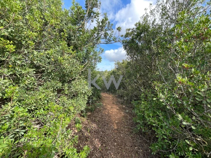 Terreno para Venda em Luz Foto 19