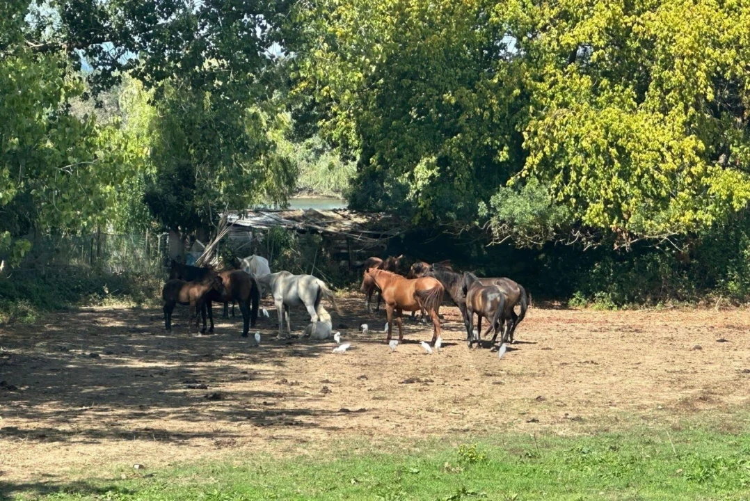 Moradia T2 para Venda em Salvaterra de Magos e Foros de Salvaterra Foto 20