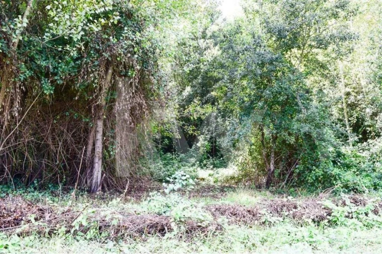Terreno para Venda em Antime e Silvares (São Clemente) Foto 10