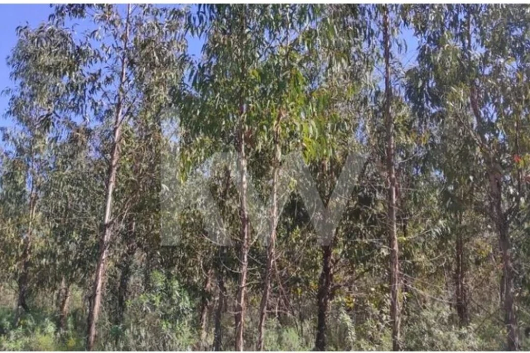 Terreno para Venda em Penamacor Foto 6