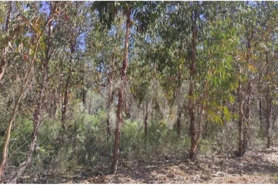 Terreno para Venda em Penamacor Foto 3