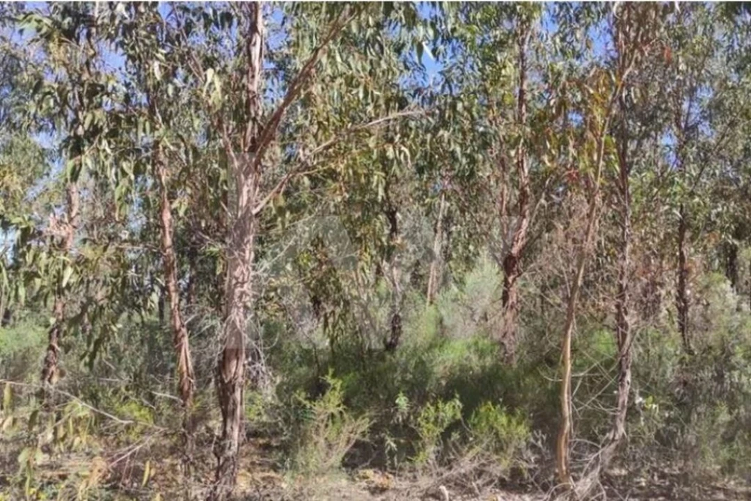 Terreno para Venda em Penamacor Foto 4