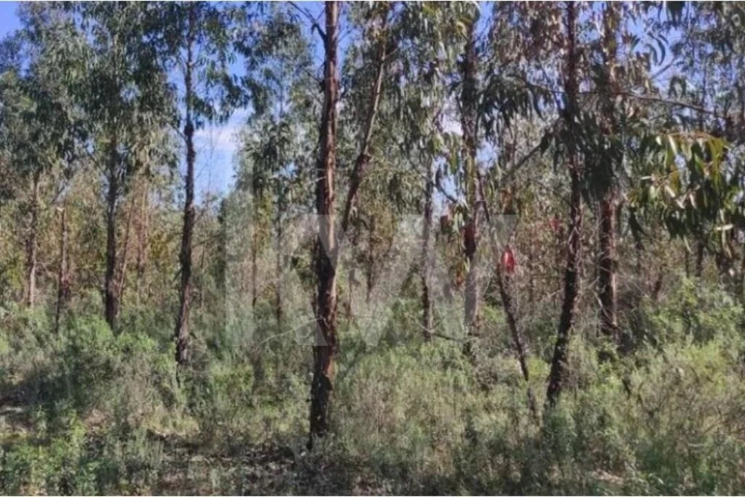 Terreno para Venda em Penamacor Foto 10