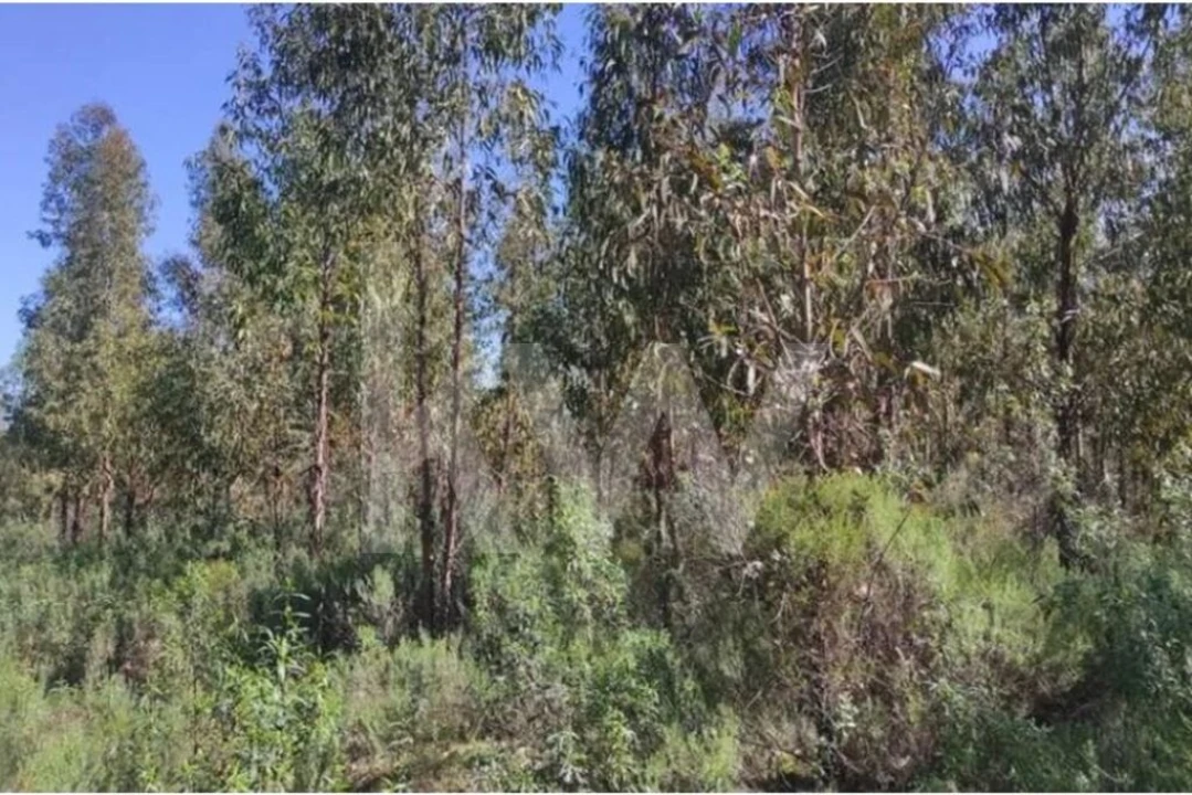 Terreno para Venda em Penamacor Foto 7