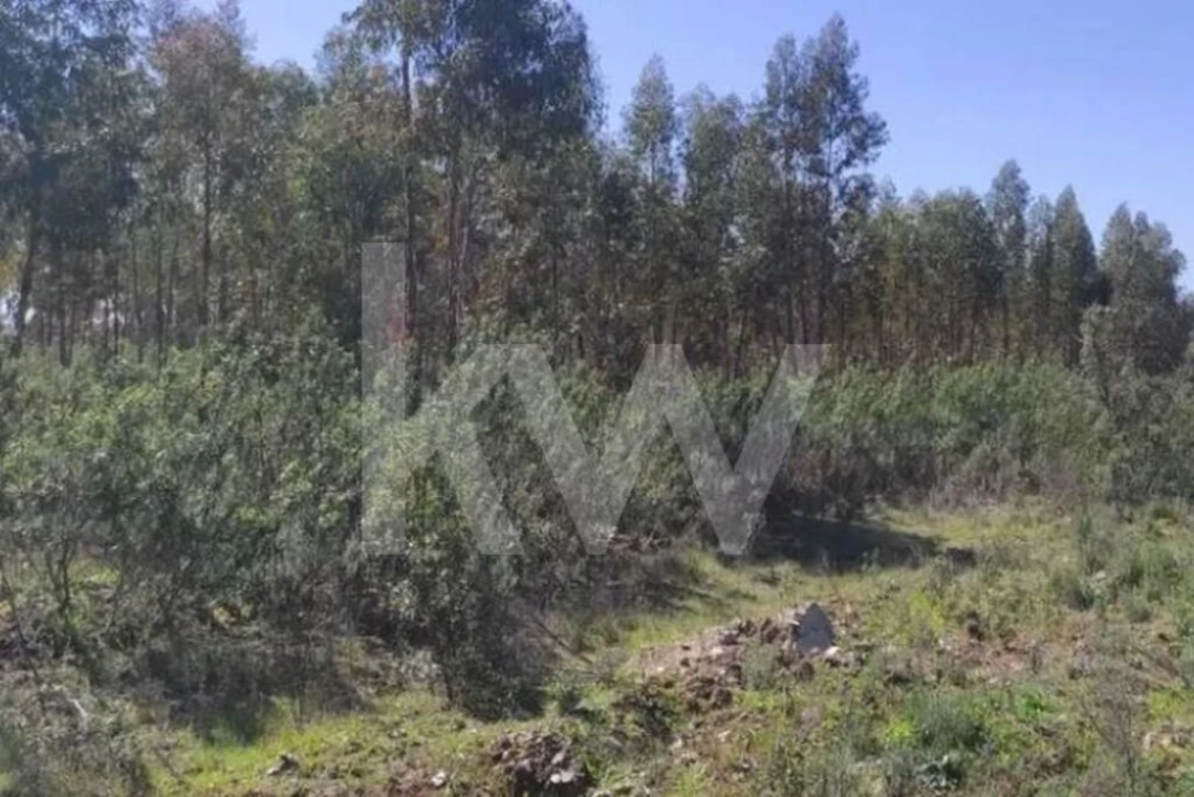 Terreno para Venda em Penamacor Foto 9