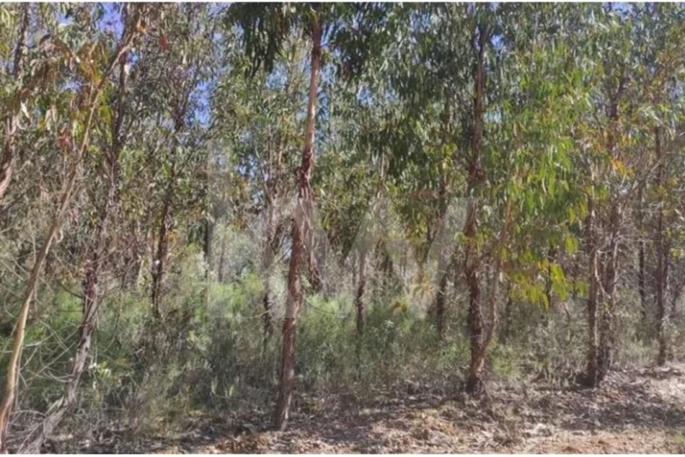 Terreno para Venda em Penamacor Foto 3