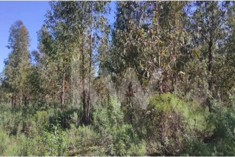 Terreno para Venda em Penamacor Foto 7