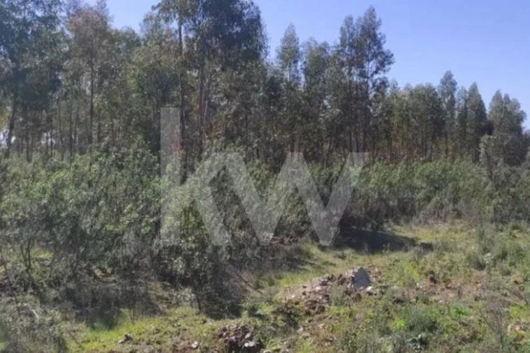 Terreno para Venda em Penamacor Foto 9