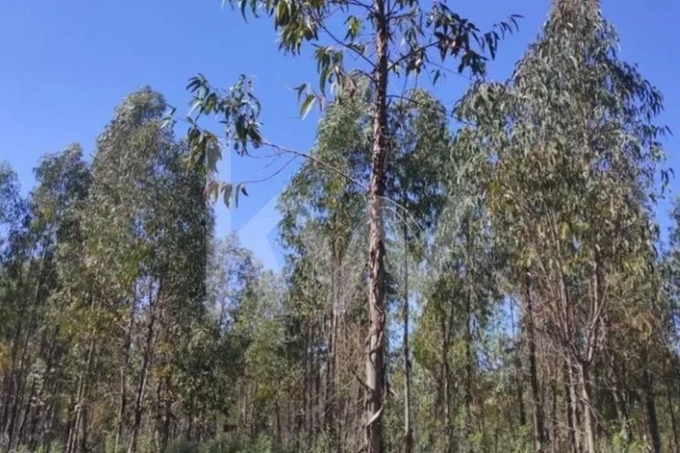 Terreno para Venda em Penamacor