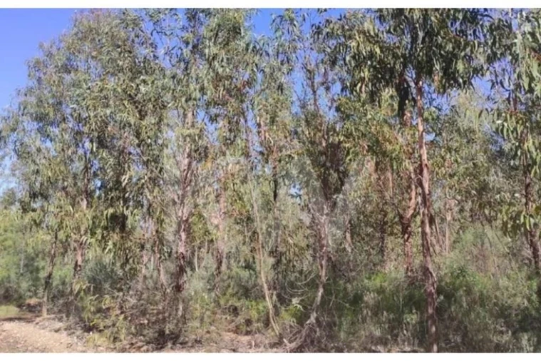 Terreno para Venda em Penamacor Foto 5