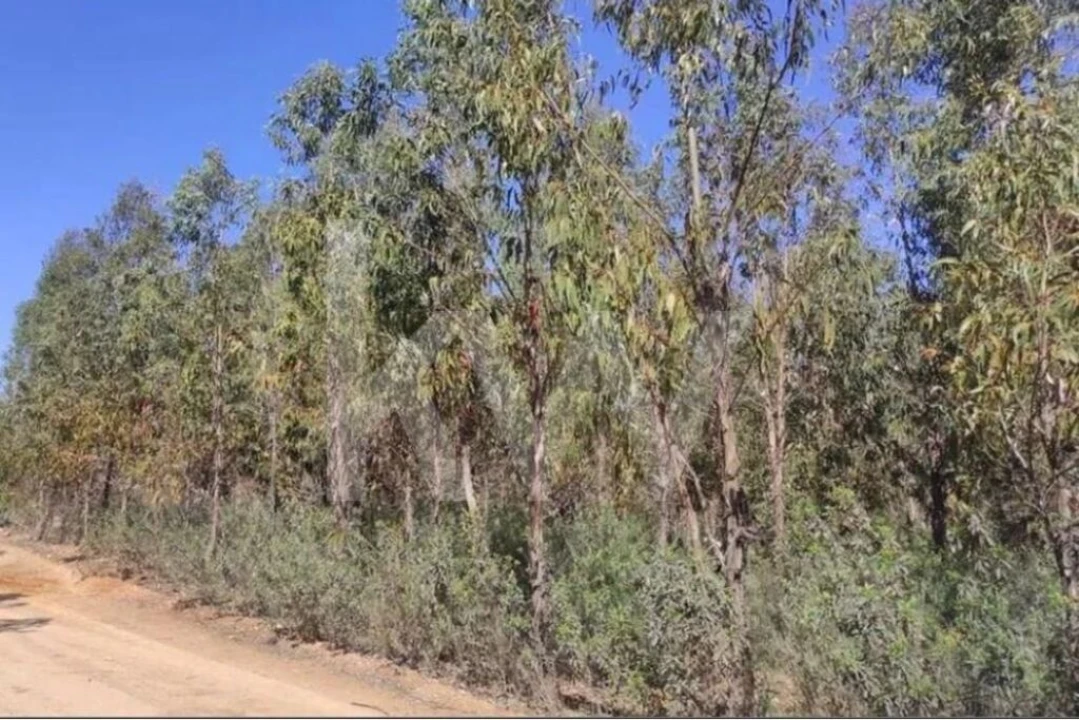 Terreno para Venda em Penamacor Foto 11