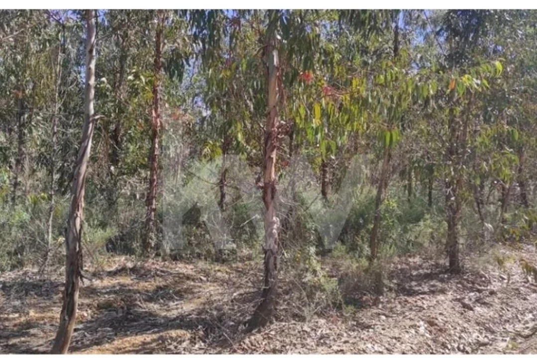 Terreno para Venda em Penamacor Foto 2